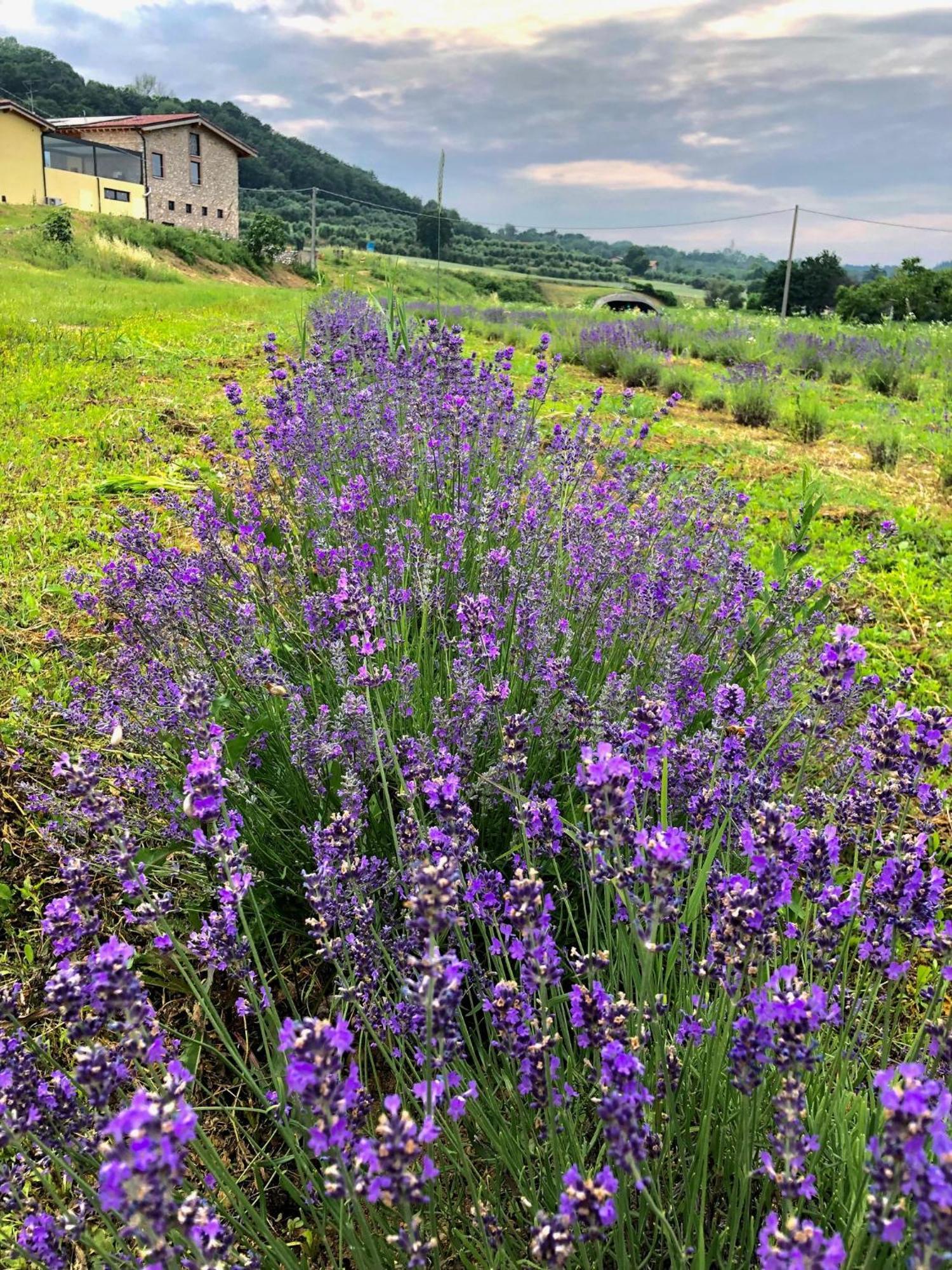Agriturismo Al Mancino Lonato Εξωτερικό φωτογραφία