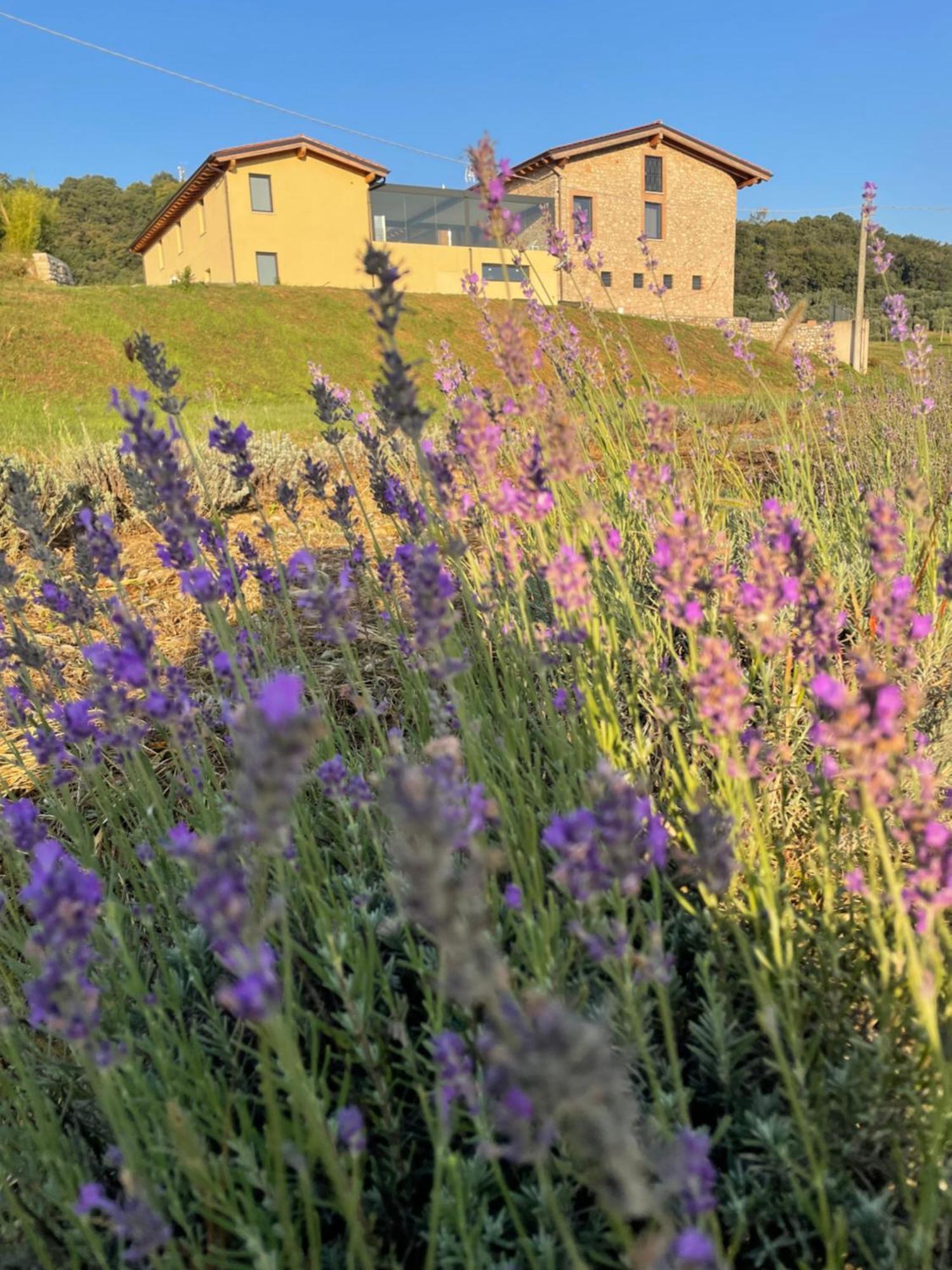 Agriturismo Al Mancino Lonato Εξωτερικό φωτογραφία